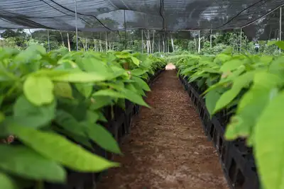 notícia: Ideflor-Bio reforça ações de plantio do cacau na região da Transamazônica