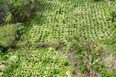 notícia: Polícia Civil destrói nove plantações de maconha na zona rural de Viseu