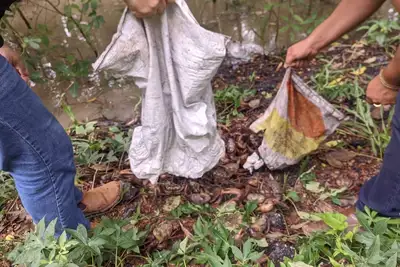 notícia: ADEPARÁ devolve à natureza mil caranguejos apreendidos em fiscalização