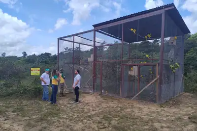 notícia: Ideflor-Bio realiza visita técnica para ampliar segurança de ararajubas no Parque Estadual do Utinga