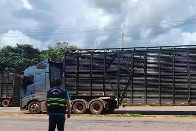 notícia: Sefa apreende 240 cabeças de gado, pneus e revestimento para piso