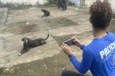notícia: Ciência contra a crueldade: saiba como as Perícias Científicas ajudam a revelar maus-tratos a animais no Pará