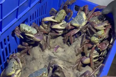 notícia: Feira do pescado oferta produtos sustentáveis oriundos das Reservas Extrativistas do nordeste do Pará 
