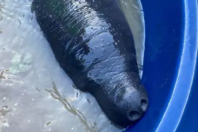 notícia: Filhote de peixe-boi é resgatado no Marajó com apoio da comunidade e instituições ambientais