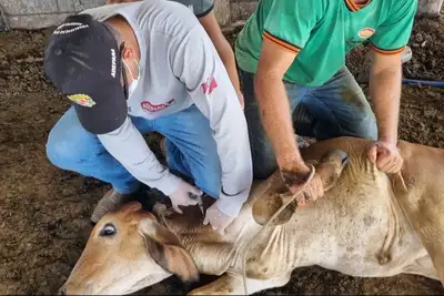 notícia: ADEPARÁ alerta para fim do prazo para recadastramento de veterinários no Programa da Brucelose