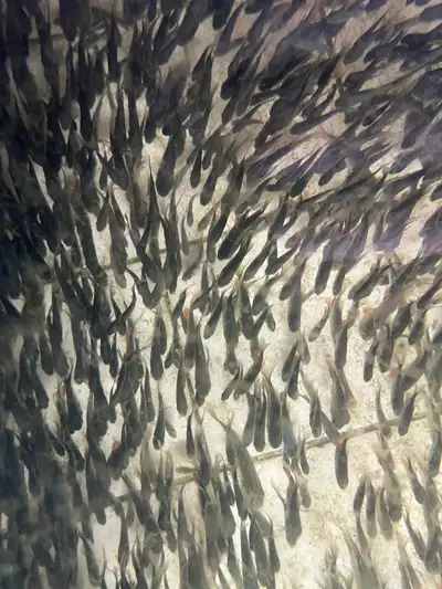 notícia:  Sedap repassa 30 mil alevinos (peixes jovens) ao município de Itupiranga no sudeste do Pará