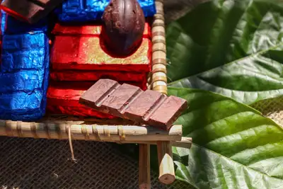 notícia: PCT Guamá e CVACBA apresentam inovações no Festival do Chocolate e do Cacau
