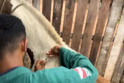 notícia: Raiva: rebanhos de cinco espécies animais devem ser vacinados em municípios onde é obrigatória a vacinação