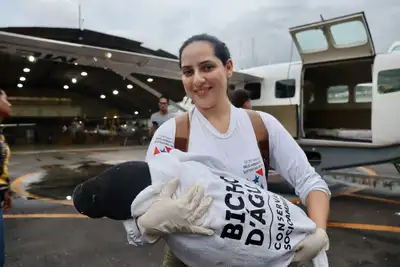 notícia: Semas realiza o resgate de dois filhotes de peixes-boi no oeste do Pará
