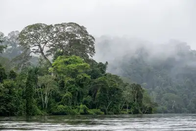 notícia: Zeneida Lima adquire Cota de Proteção Ambiental e reforça aliança em defesa da floresta