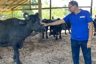 notícia: Técnicos da Sedap acompanham atividades de capacitação leiteira em Abaetetuba