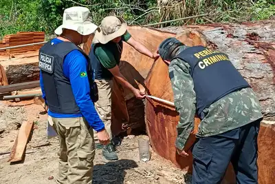 notícia: Perícia ambiental reforça combate ao crime no Pará