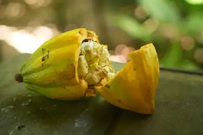 notícia: Bicampeão em premiação da melhor amêndoa de cacau do mundo, Pará expande negócios