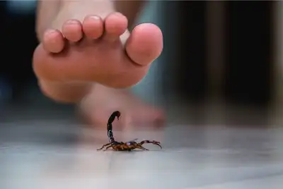 notícia: Sespa orienta população sobre prevenção a acidentes com animais peçonhentos