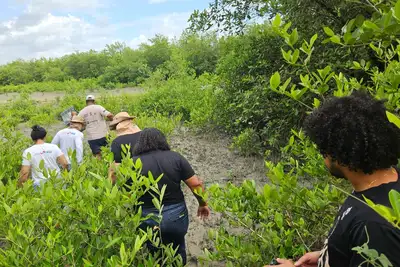 notícia: Ação integrada celebra o Mês da Proteção aos Manguezais com plantio em área degradada de Bragança