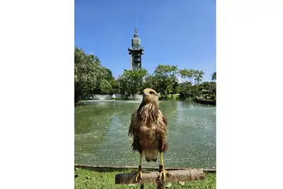 notícia: Oficina e apresentação de novo morador animam domingo no Mangal das Garças