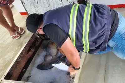 notícia: Sefa apreende 16 toneladas de pescado em Santarém