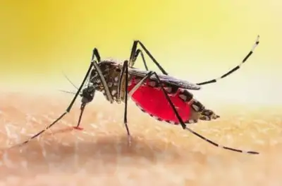 notícia: Secretaria de Estado de Saúde Pública (Sespa) reforça medidas de combate ao Aedes aegypti 