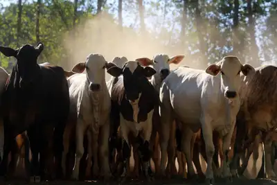 notícia: Pará se destaca como maior exportador do Brasil de gado bovino em pé