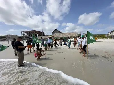 notícia: Filhotes de tartarugas marinhas são soltos na Praia da Princesa, na APA Algodoal-Maiandeua