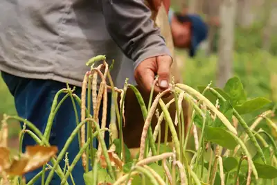 notícia: Sedap trabalha para implantar programa de produção de sementes melhoradas de feijão caupi