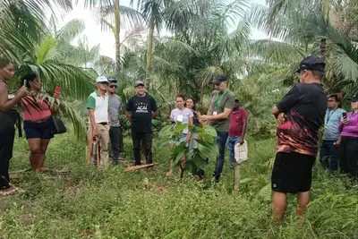 notícia: Emater incentiva cadeia produtiva de cacau em São Domingos do Capim