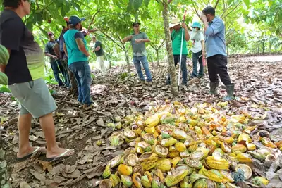 notícia: Emater incentiva produção de cacau em Itaituba