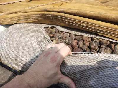 notícia: Sefa apreende 32 toneladas de castanha-de-caju em Cachoeira do Piriá