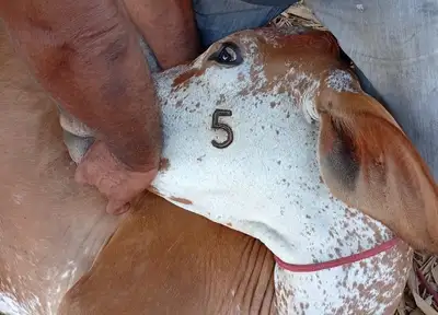 notícia: ADEPARÁ intensifica combate à brucelose com ações educativas e vacinação oficial em municípios paraenses