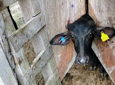 notícia: Adepará reforça alerta sobre prazo para identificação do rebanho e regularização da GTA no Pará