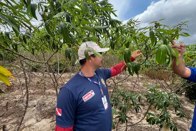 notícia: Novo PSS da Adepará oferta vagas de nível superior, médio e fundamental 