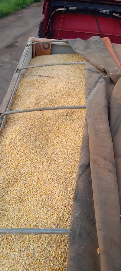 notícia: Fiscais da Sefa apreendem mais de 48 mil quilos de milho