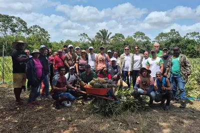 notícia: Emater destaca produção de abacaxi em Salvaterra no arquipélago marajoara