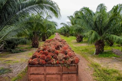 notícia: Pará é o maior produtor de dendê do Brasil, com um crescimento histórico do setor