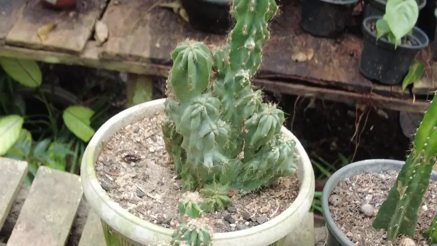 As suculentas estão entre as espécies produzidas na comunidade do Aracy.