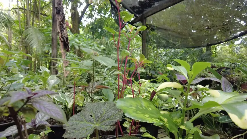 A comunidade do Aracy é um dos destaques na produção de mudas tropicais