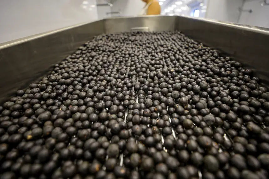  <div class='credito_fotos'>Foto: Bruno Cruz / Ag. Pará &nbsp;&nbsp;|&nbsp;&nbsp; <a href='/midias/2026/originais/20260116095420-GF00026073-F00484815.jpg' download><i class='fa-solid fa-download'></i> Download</a></div>