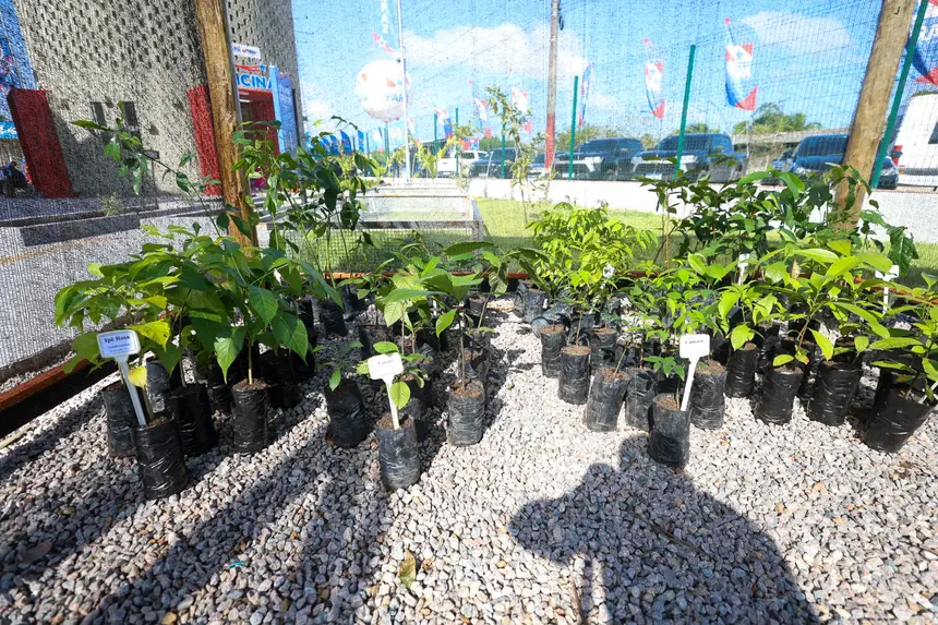  <div class='credito_fotos'>Foto: Alex Ribeiro / Ag. Pará &nbsp;&nbsp;|&nbsp;&nbsp; <a href='/midias/2026/originais/20260116095821-GF00026074-F00484830.jpg' download><i class='fa-solid fa-download'></i> Download</a></div>