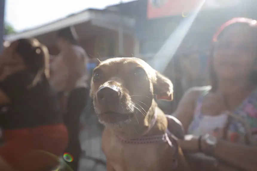  <div class='credito_fotos'>Foto: Pedro Guerreiro / Ag. Pará &nbsp;&nbsp;|&nbsp;&nbsp; <a href='/midias/2026/originais/20260117101113-GF00026083-F00485272.jpg' download><i class='fa-solid fa-download'></i> Download</a></div>