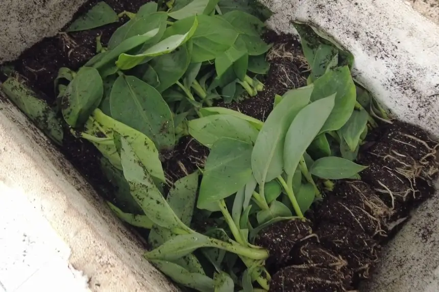 As mudas serão utilizadas para geração de renda e também para o sombreamento do cacau cultivado na "Mari-Mari II"