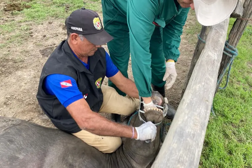 exames clínicos nos animais do rebanho