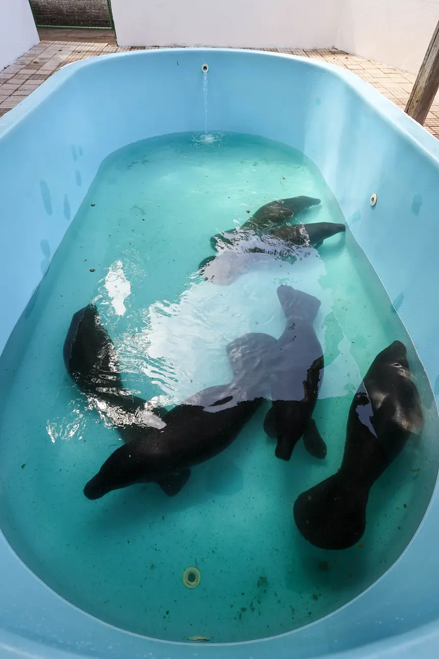  <div class='credito_fotos'>Foto: Marco Santos / Ag. Pará &nbsp;&nbsp;|&nbsp;&nbsp; <a href='/midias/2026/originais/20260324153802-GF00026636-F00503076.jpg' download><i class='fa-solid fa-download'></i> Download</a></div>