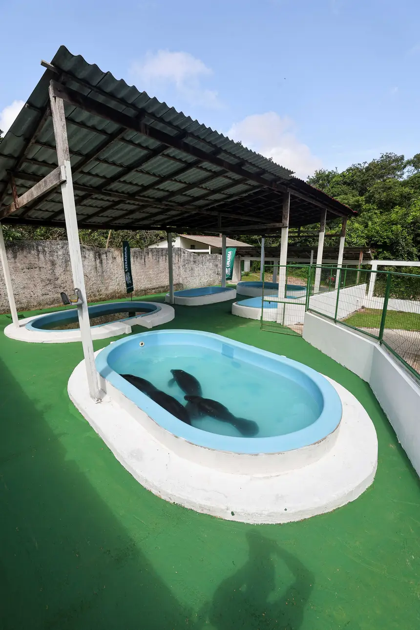  <div class='credito_fotos'>Foto: Marco Santos / Ag. Pará &nbsp;&nbsp;|&nbsp;&nbsp; <a href='/midias/2026/originais/20260324153805-GF00026636-F00503077.jpg' download><i class='fa-solid fa-download'></i> Download</a></div>