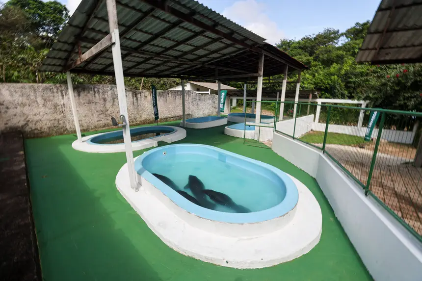  <div class='credito_fotos'>Foto: Marco Santos / Ag. Pará &nbsp;&nbsp;|&nbsp;&nbsp; <a href='/midias/2026/originais/20260324153808-GF00026636-F00503078.jpg' download><i class='fa-solid fa-download'></i> Download</a></div>