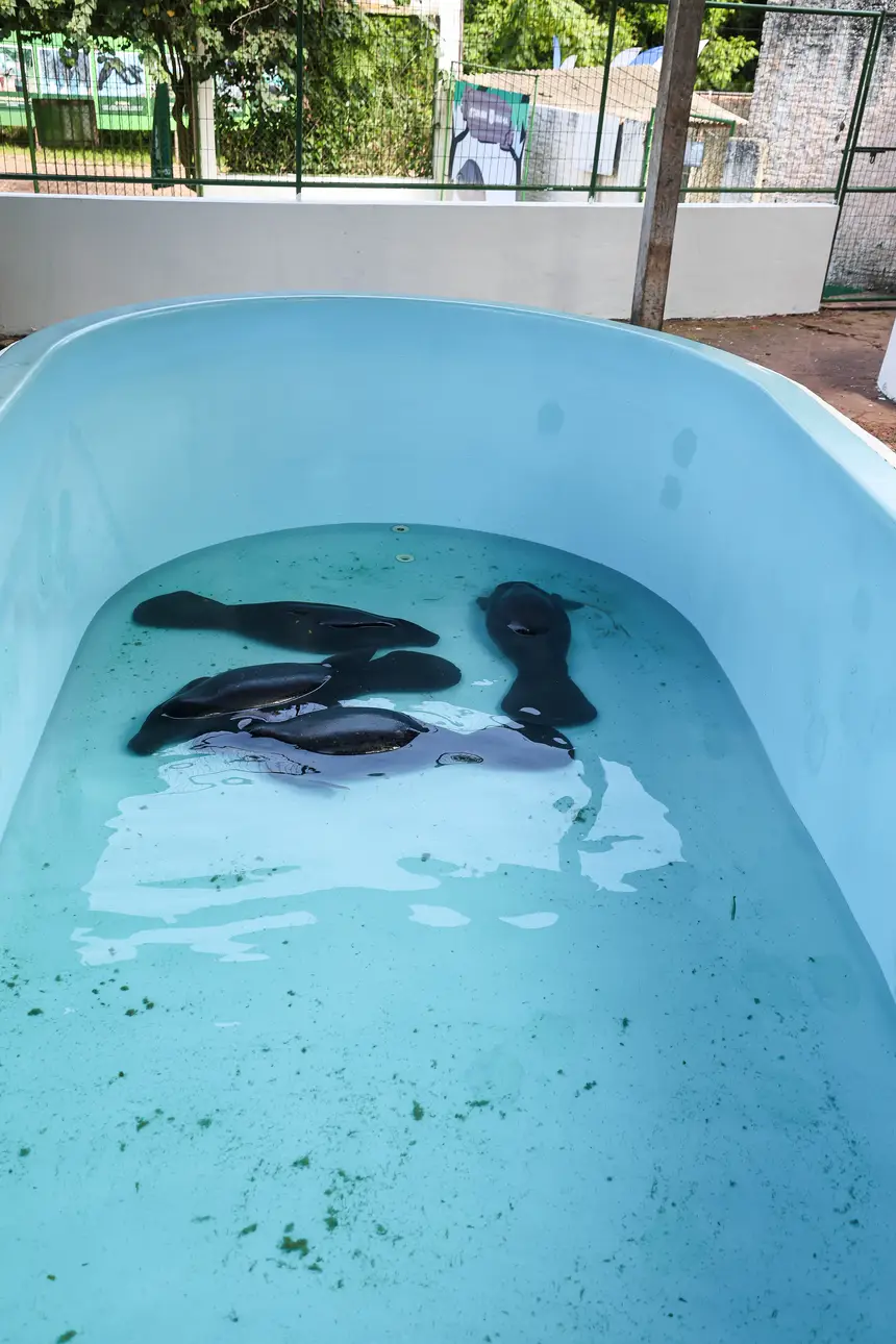  <div class='credito_fotos'>Foto: Marco Santos / Ag. Pará &nbsp;&nbsp;|&nbsp;&nbsp; <a href='/midias/2026/originais/20260324153817-GF00026636-F00503081.jpg' download><i class='fa-solid fa-download'></i> Download</a></div>