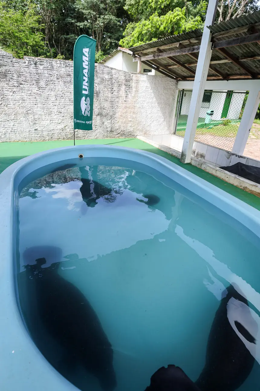  <div class='credito_fotos'>Foto: Marco Santos / Ag. Pará &nbsp;&nbsp;|&nbsp;&nbsp; <a href='/midias/2026/originais/20260324153822-GF00026636-F00503083.jpg' download><i class='fa-solid fa-download'></i> Download</a></div>