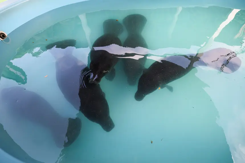  <div class='credito_fotos'>Foto: Marco Santos / Ag. Pará &nbsp;&nbsp;|&nbsp;&nbsp; <a href='/midias/2026/originais/20260324153825-GF00026636-F00503084.jpg' download><i class='fa-solid fa-download'></i> Download</a></div>