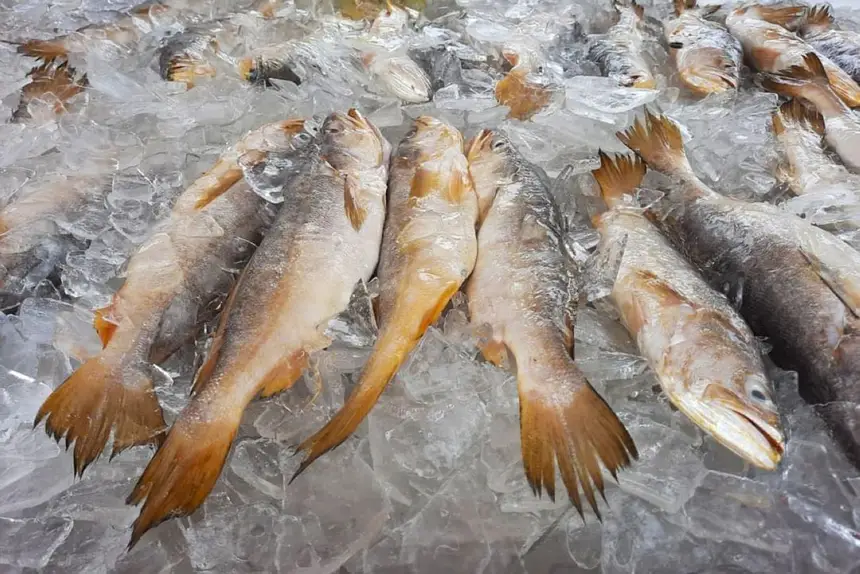 Durante a programação o público poderá ter acesso ao pescado inteiro e beneficiado