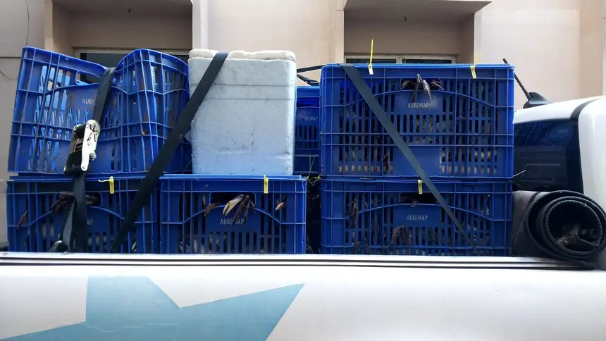 O caranguejo chegou no Centur diretamente de Augusto Corrêa para a venda