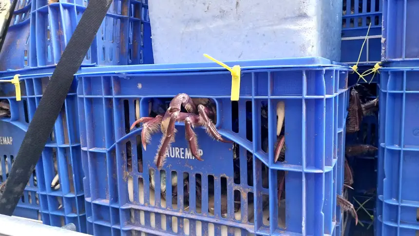 O crustáceo chega vivo no local de venda. Com as basquetas ecológicas, a mortalidade caiu para 2% apenas